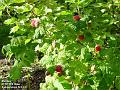 2002-0611Raspberry